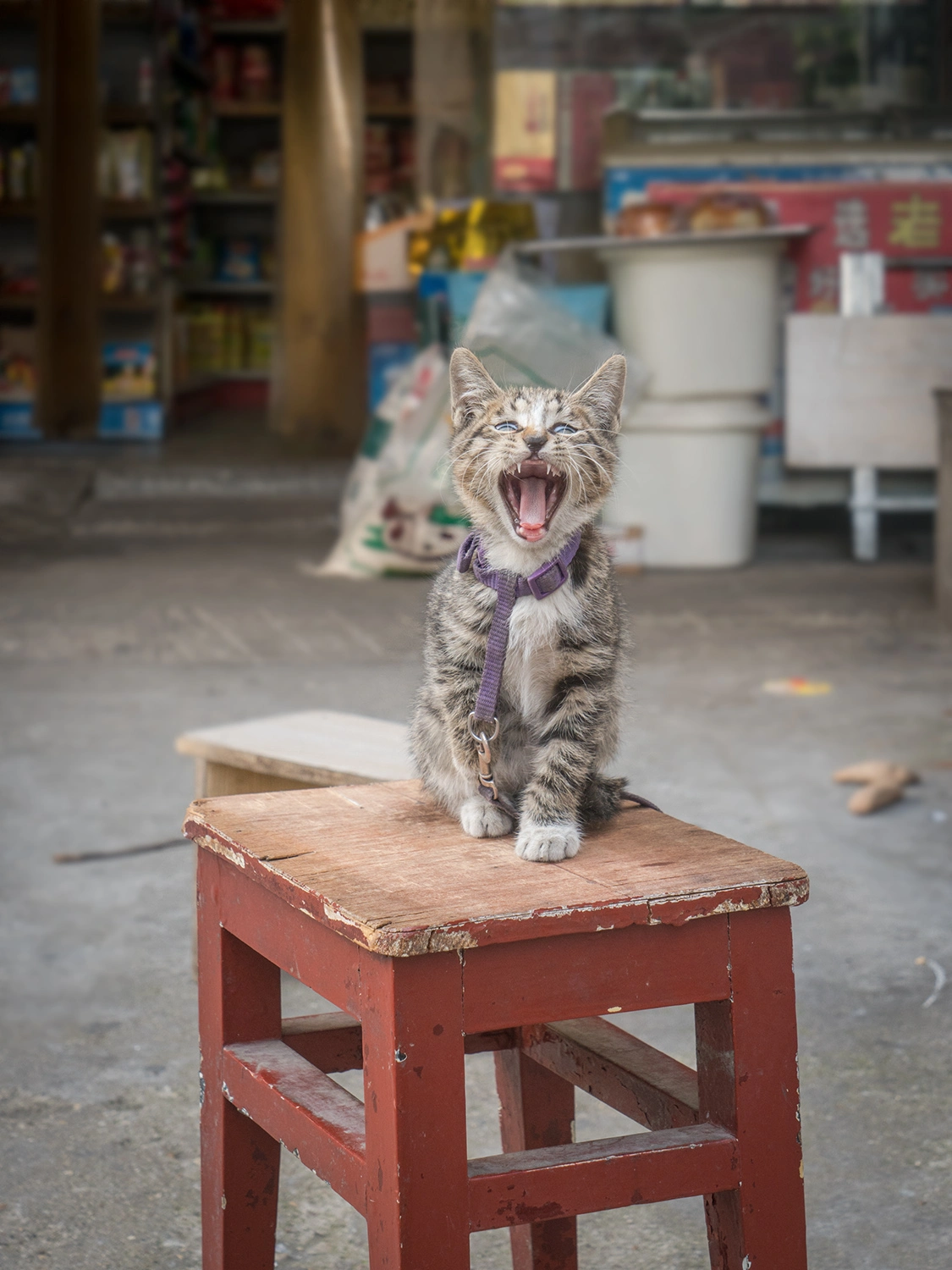 From the series, Shop Cats of China © Marcel Heijnen