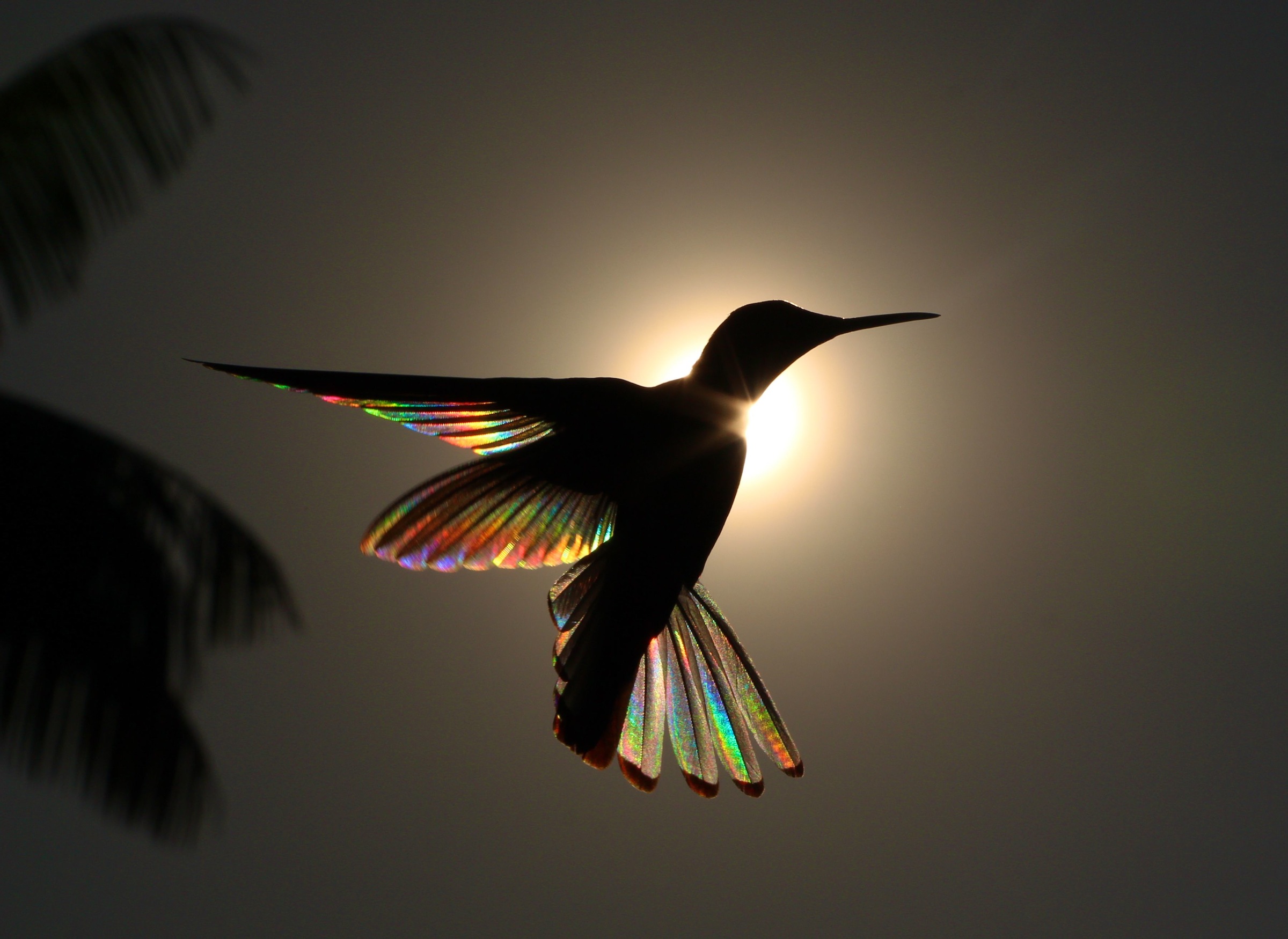 Rainbow Ballet © Christian Spencer
