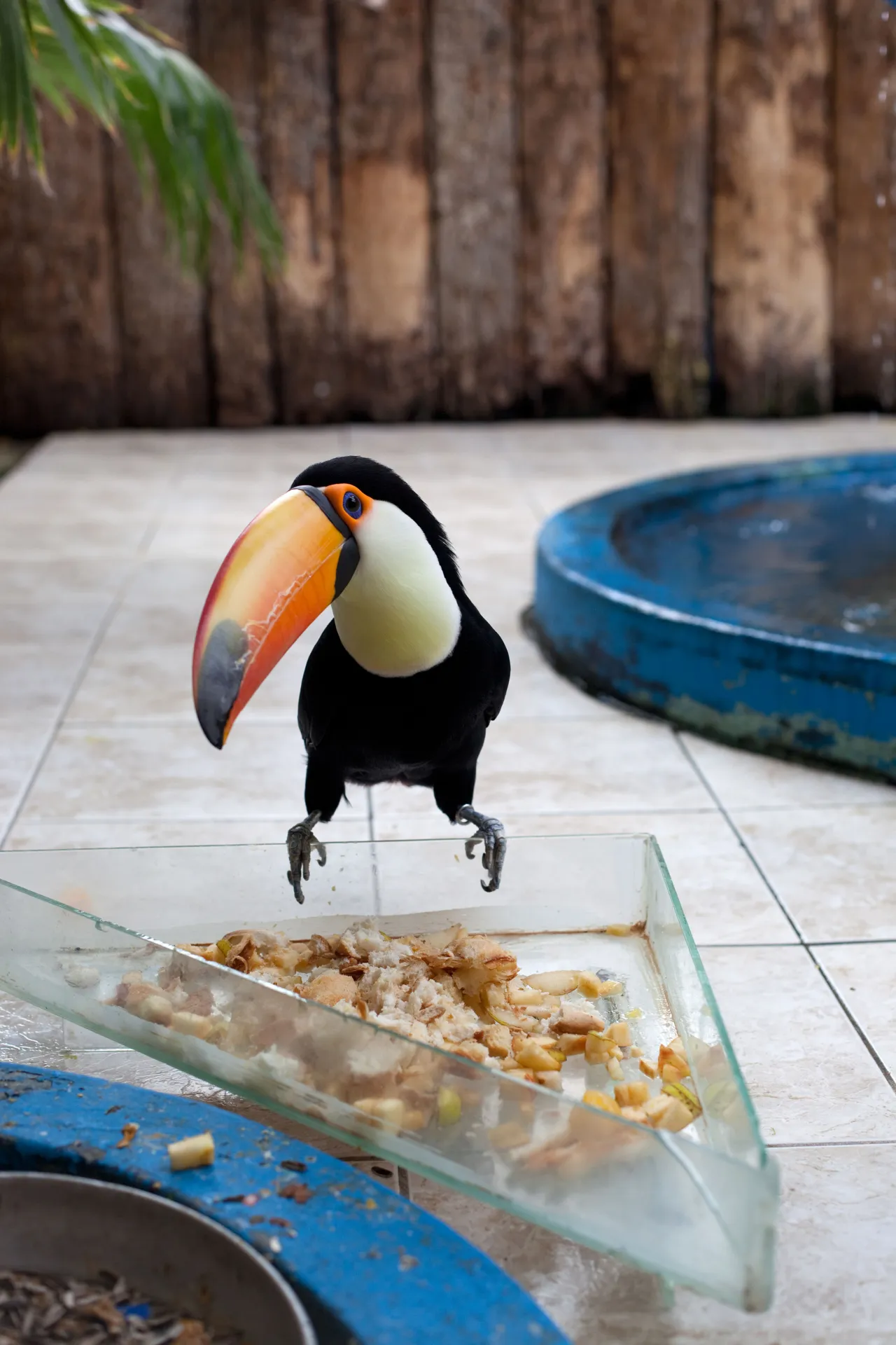 Wolfgang Tillmans  Tukan 2010  © Wolfgang Tillmans