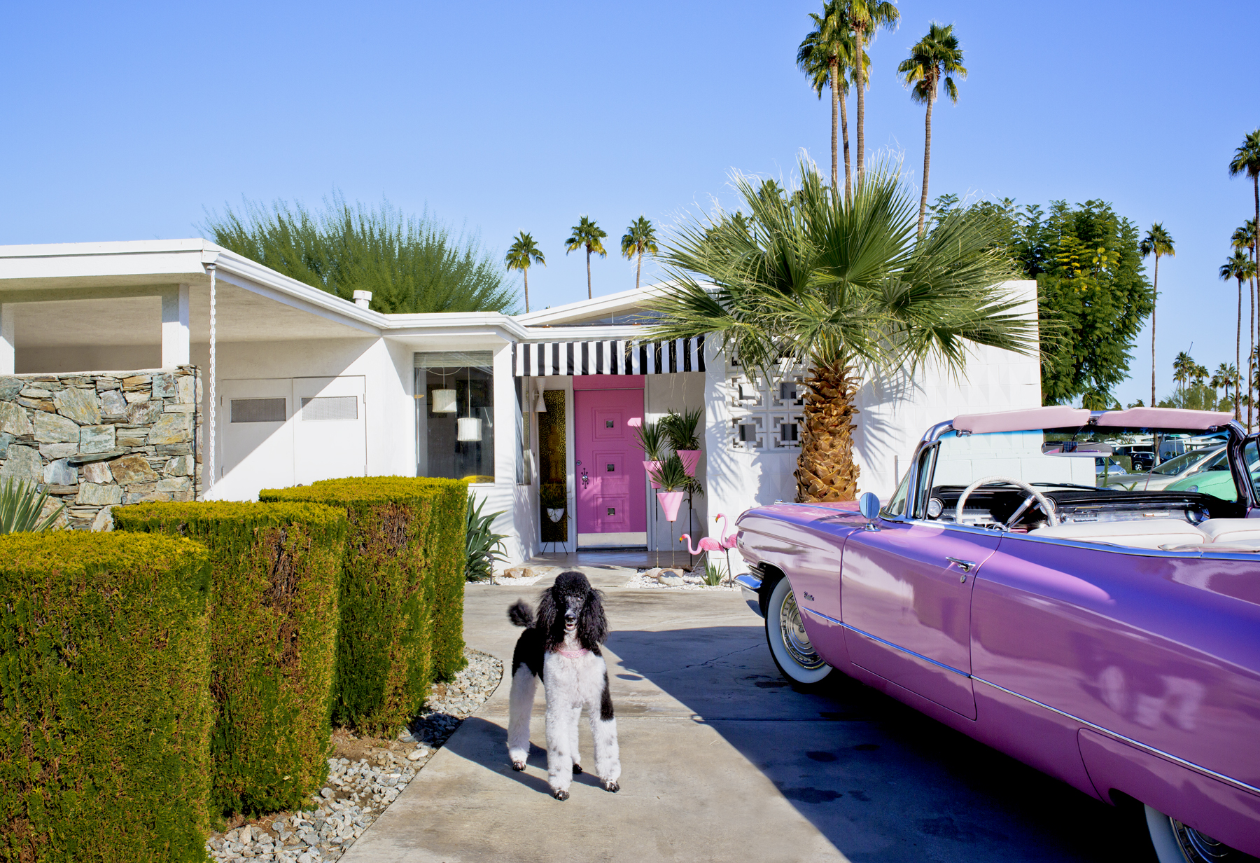 Charlie, Standard Parti Poodle, Architect: William Krisel, 1963 © Nancy Baron