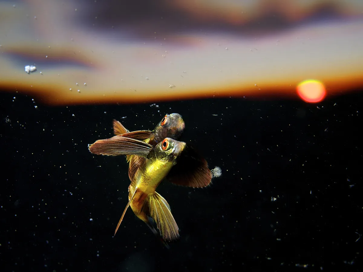 Flying into the Sunset - Eric Madeja: I came across this juvenile flying fish while diving in open water near Tubbataha Reefs, Philippines. Juvenile flying fish are often spotted hovering just below the surface, hiding inside natural or manmade debris, drifting the ocean currents. (Open Nature and Wildlife)