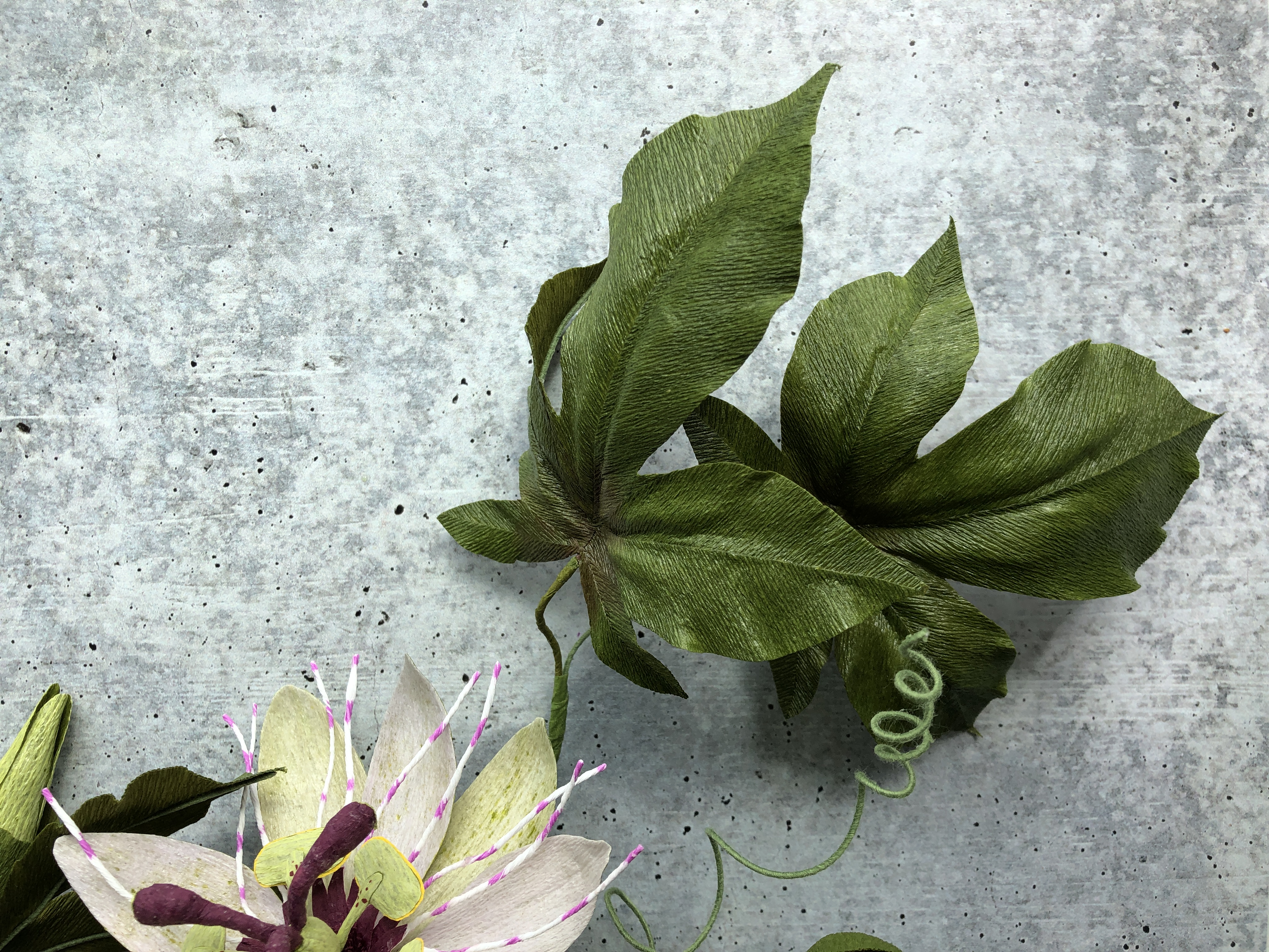 Passionflower Vine. Photo credit to Kelly Pastorek