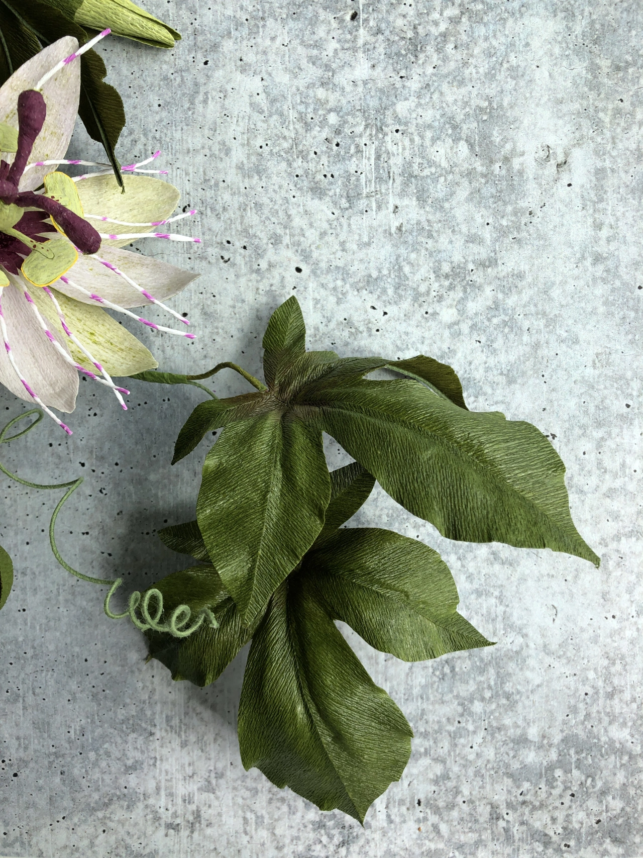 Passionflower Vine. Photo credit to Kelly Pastorek