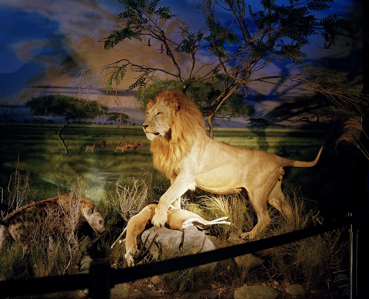 Lion - David Chancellor: here are now more captive Lions in South Africa than wild ones; approximately 8,000 compared to 2,000 living in the wild. (Professional Campaign)