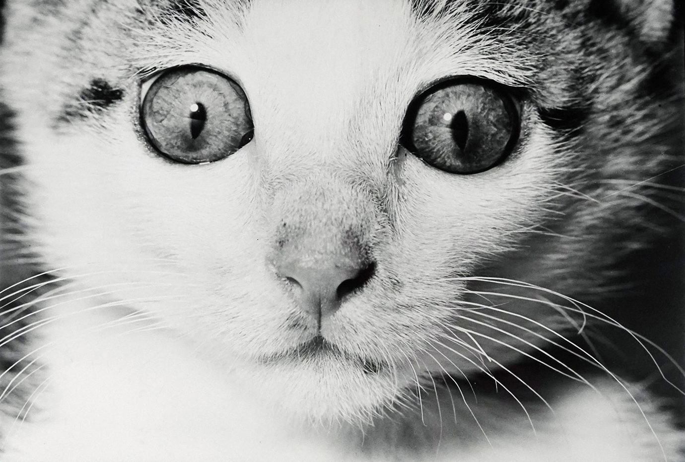 All images from the book, Masahisa Fukase: Sasuke. Courtesy of Atelier EXB