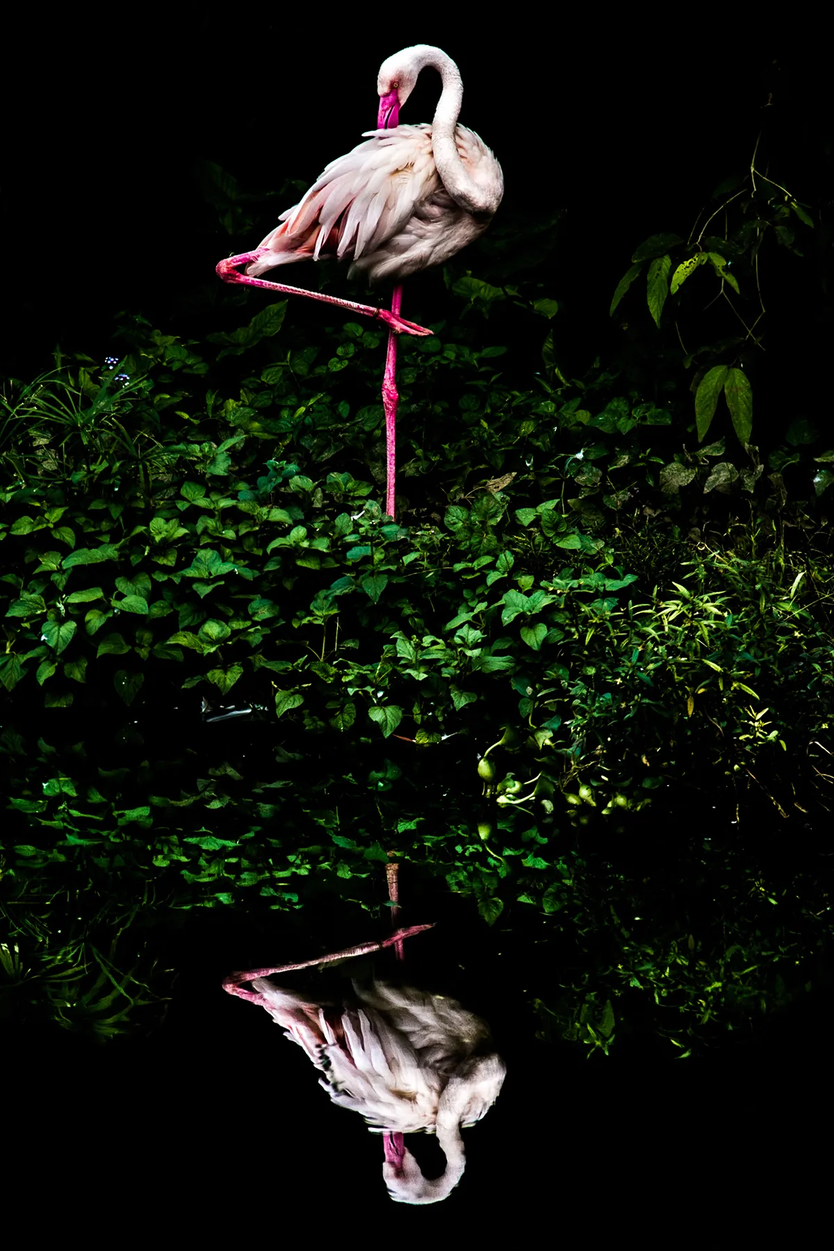 Cloud Flamingo - Steiner Wang. (Open Nature and Wildlife)