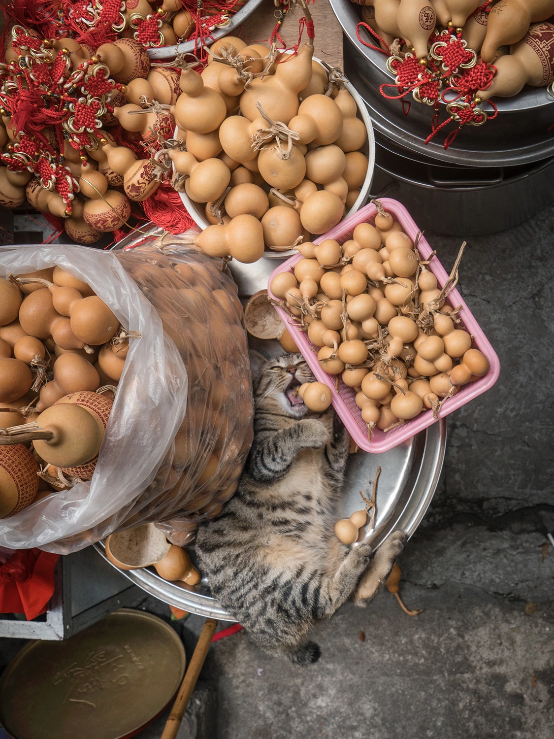 From the series, Shop Cats of China © Marcel Heijnen