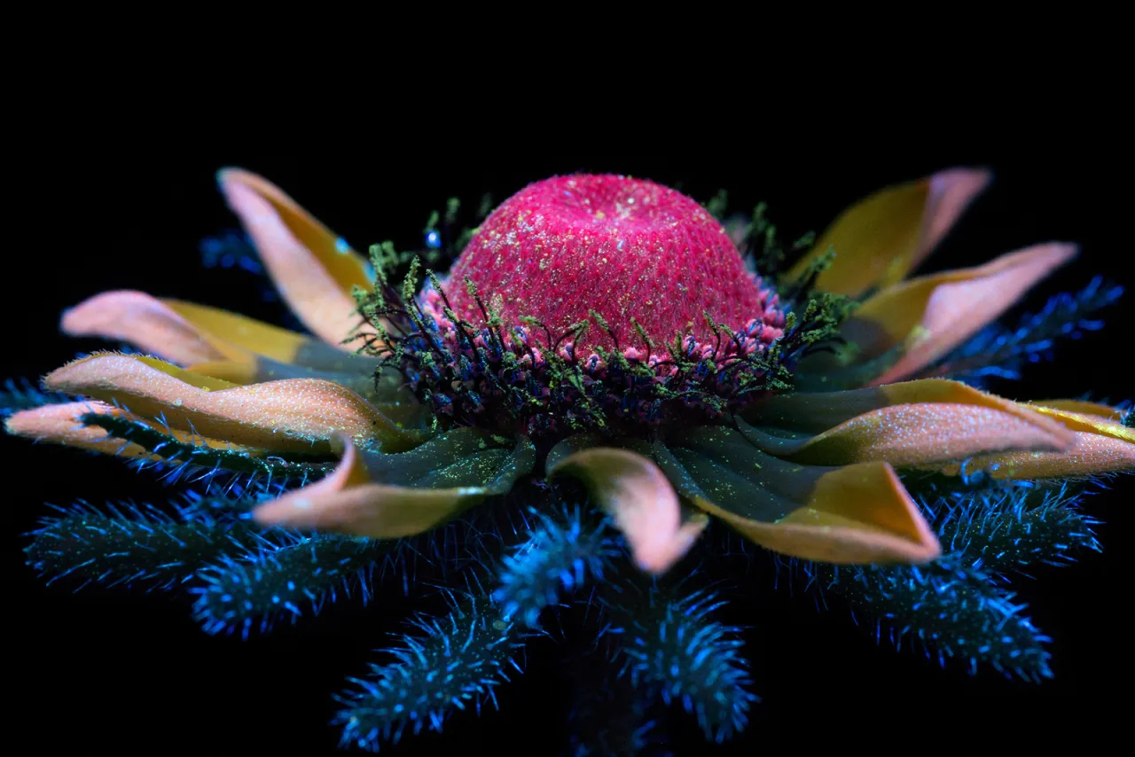 © Craig P. Burrows | All images courtesy of Craig P. Burrows