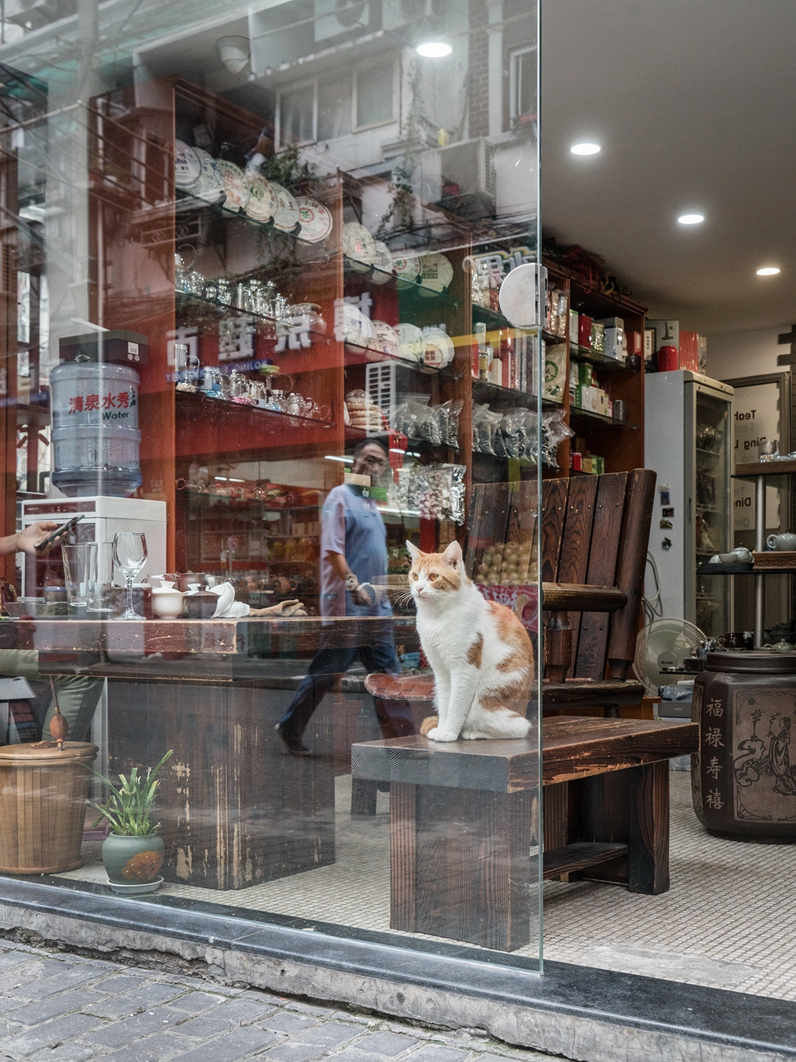 From the series, Shop Cats of China © Marcel Heijnen