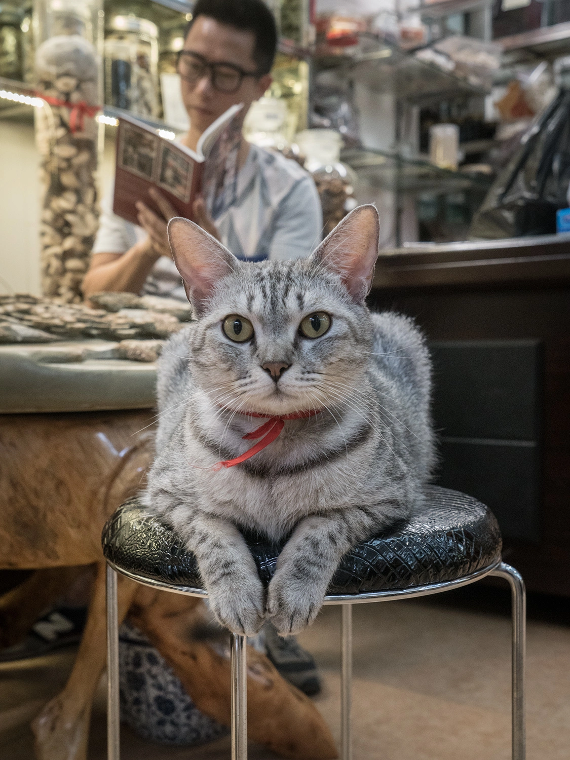 From the series, Shop Cats of China © Marcel Heijnen